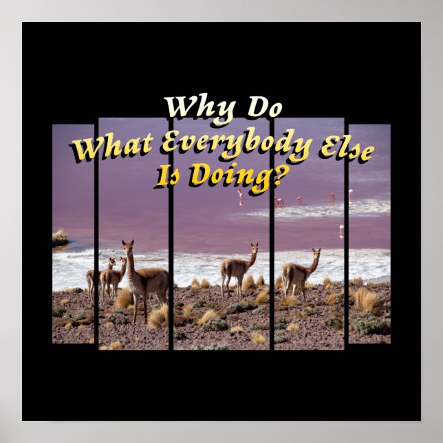 Vicuña Guanaco Lover - Travel Adventure Quote Poster (Front)