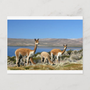 Vicuna in Lauca National Park, Chile Postcard