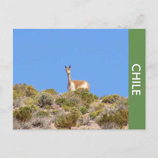 Vicuna Llama Chile Postcard (Front)
