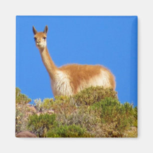 vicuña magnet