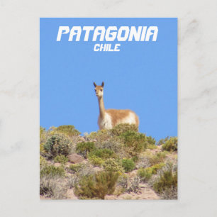 Vicuna Patagonia, Chile Postcard - Vertical