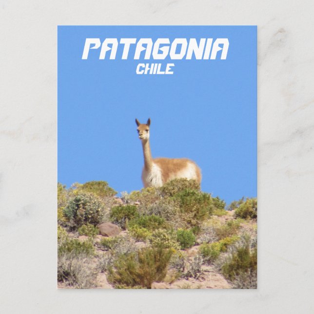 Vicuna Patagonia, Chile Postcard - Vertical (Front)