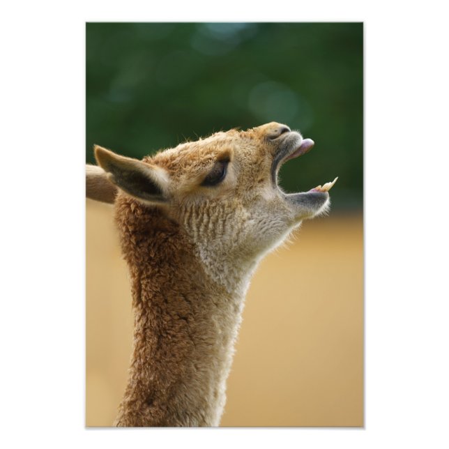 Vicuna Showing His Teeth Photo Print (Front)