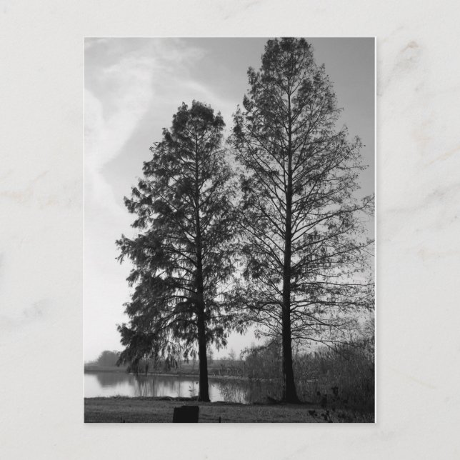 Vienna Maryland waterfront Postcard (Front)