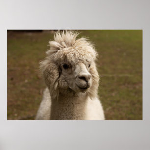 VIENNA WIEN ÖSTERREICH AUSTRIA ALPAKA LAMA ANIMAL  POSTER
