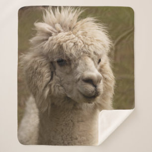 VIENNA WIEN ÖSTERREICH AUSTRIA ALPAKA LAMA ANIMAL SHERPA BLANKET