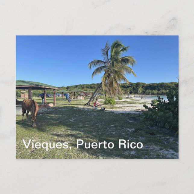 Vieques, Puerto Rico postcard (Front)