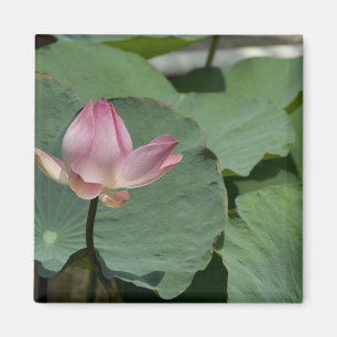 Vietnam, near Saigon) My Tho. Vinh Trang 2 Magnet