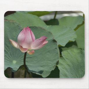 Vietnam, near Saigon) My Tho. Vinh Trang 2 Mouse Mat