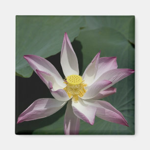 Vietnam, near Saigon) My Tho. Vinh Trang Magnet