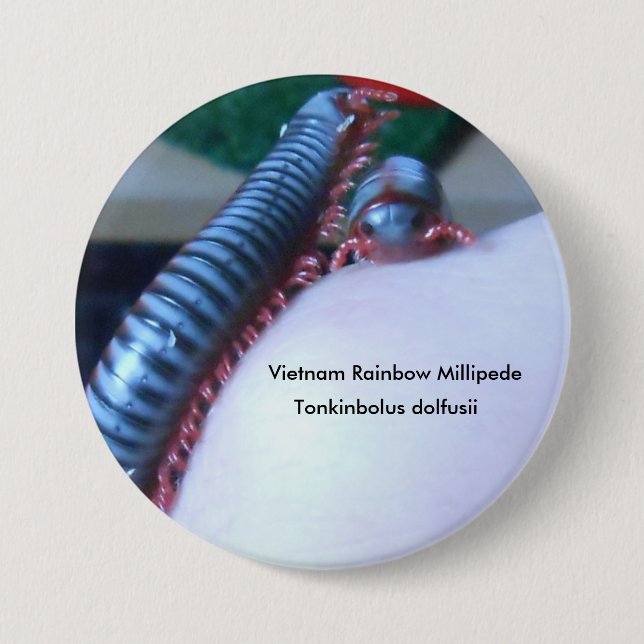 Vietnam Rainbow Millipede (Tonkinbolus dolfusii) 7.5 Cm Round Badge (Front)