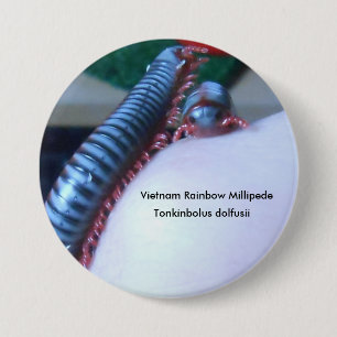 Vietnam Rainbow Millipede (Tonkinbolus dolfusii) 7.5 Cm Round Badge