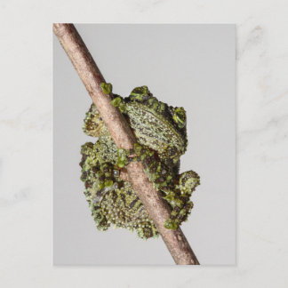 Vietnamese Mossy Frog on a Branch Postcard