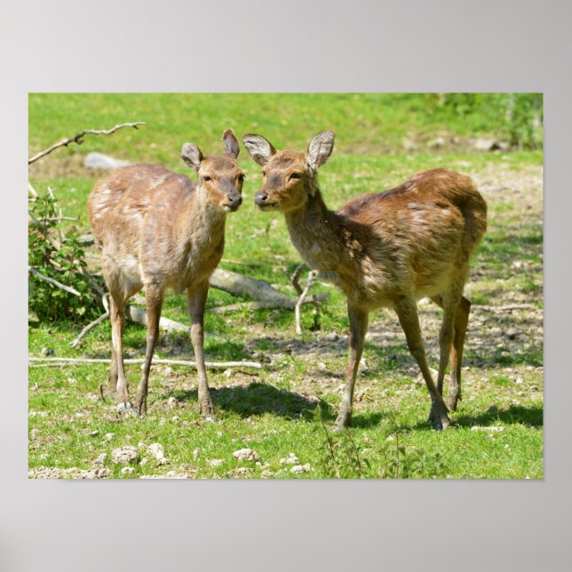 Vietnamese sika deer on grass poster (Front)