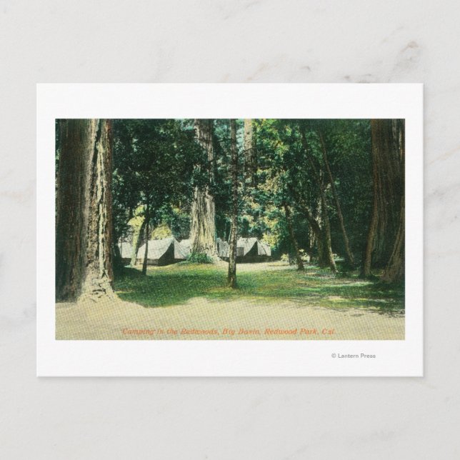 View of a Camp in the Redwoods Postcard (Front)
