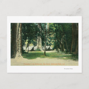 View of a Camp in the Redwoods Postcard