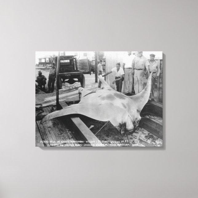 View of a Caught Manray Canvas Print (Front)