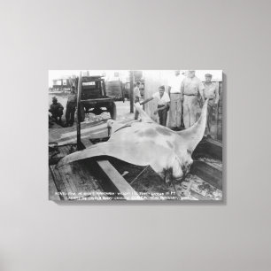 View of a Caught Manray Canvas Print