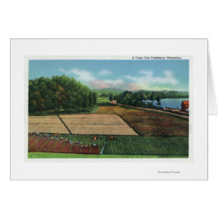 View of a Cranberry Plantation