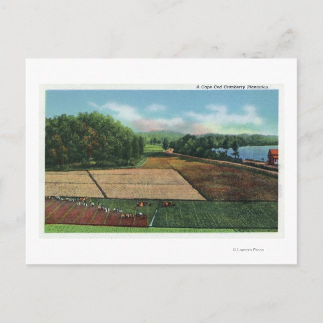 View of a Cranberry Plantation Postcard (Front)