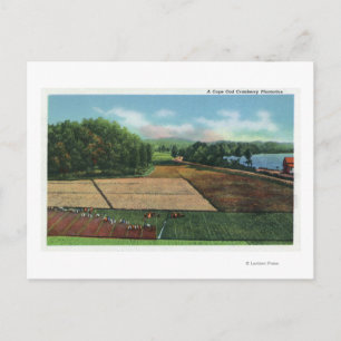 View of a Cranberry Plantation Postcard