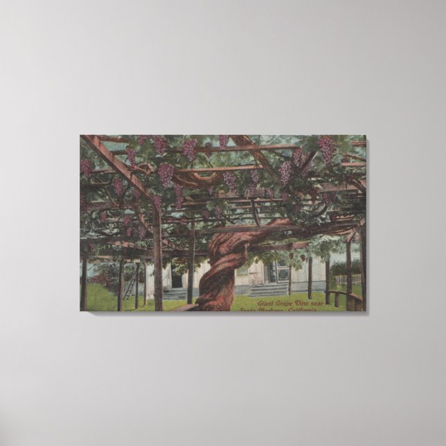 View of a Giant Grape Vine Canvas Print (Front)