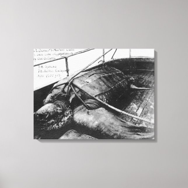 View of a Giant Sea Turtle in Captivity Canvas Print (Front)