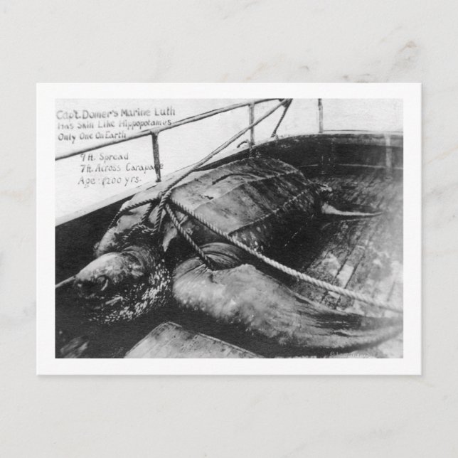 View of a Giant Sea Turtle in Captivity Postcard (Front)