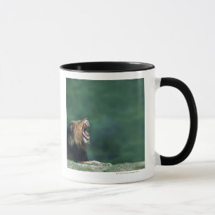 View of a Lion (Panthera leo) opening its mouth Mug