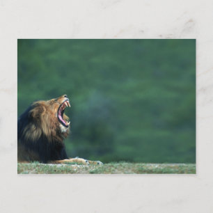 View of a Lion (Panthera leo) opening its mouth Postcard