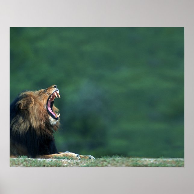 View of a Lion (Panthera leo) opening its mouth Poster (Front)