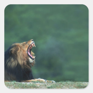 View of a Lion (Panthera leo) opening its mouth Square Sticker