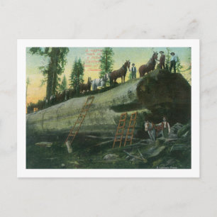 View of a Logging Team on a Fallen Redwood Postcard