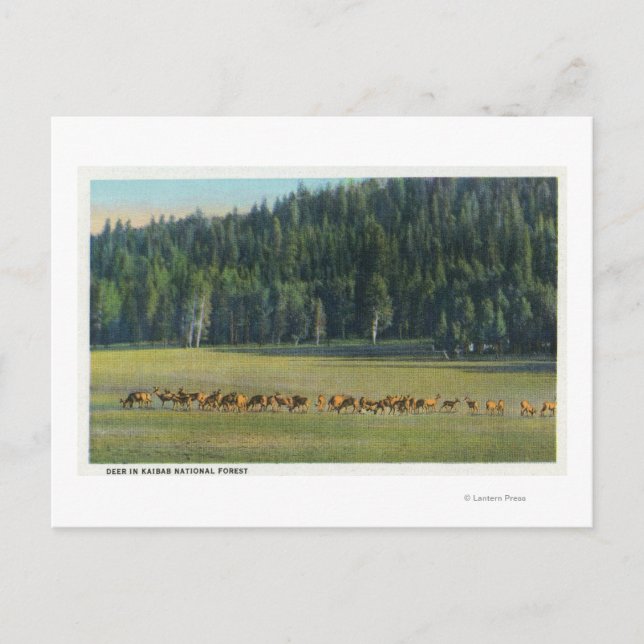 View of a Pack of Deer Grazing Postcard (Front)