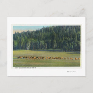 View of a Pack of Deer Grazing Postcard