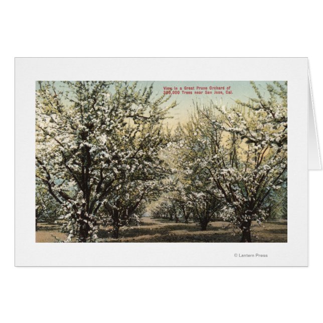 View of a Prune Orchard of 300,000 Trees (Front Horizontal)