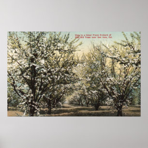 View of a Prune Orchard of 300,000 Trees Poster