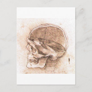 View of a Skull by Leonardo Da Vinci circa 1489 Postcard
