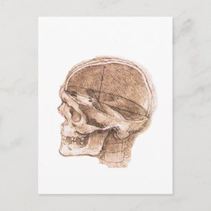 View of a Skull Leonardo da Vinci Postcard