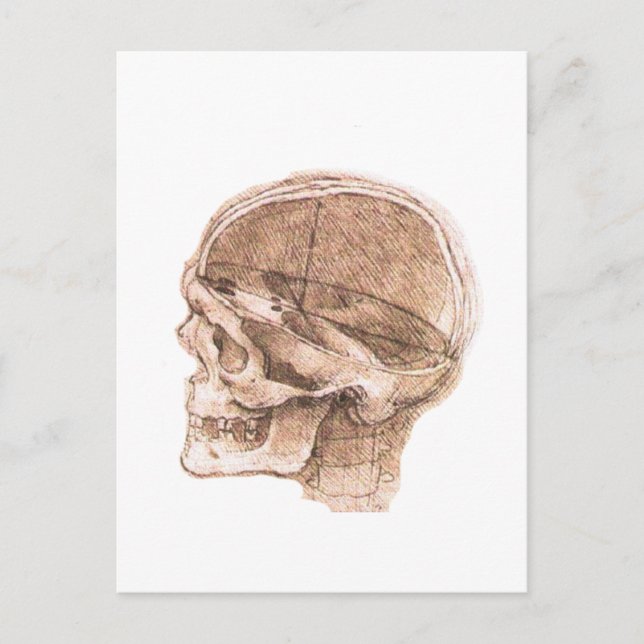 View of a Skull Leonardo da Vinci Postcard (Front)