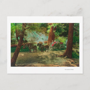 View of a Stage Coach Amongst Big Trees Postcard
