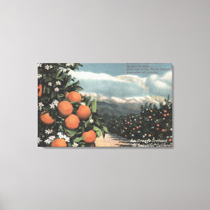 View of an Orange Orchard with Mountains Canvas Print