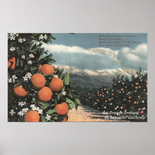 View of an Orange Orchard with Mountains Poster