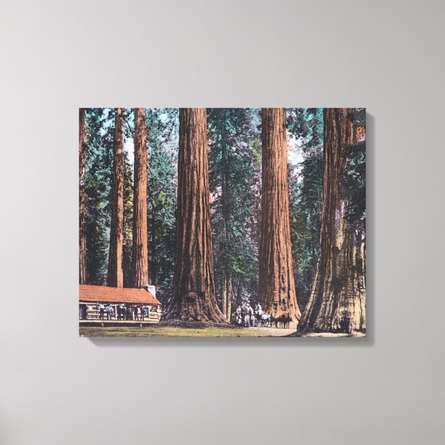 View of Big Trees in Mariposa Grove Canvas Print (Front)
