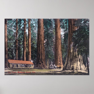 View of Big Trees in Mariposa Grove Poster
