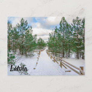 View of boardwalk covered in snow in pine trees postcard
