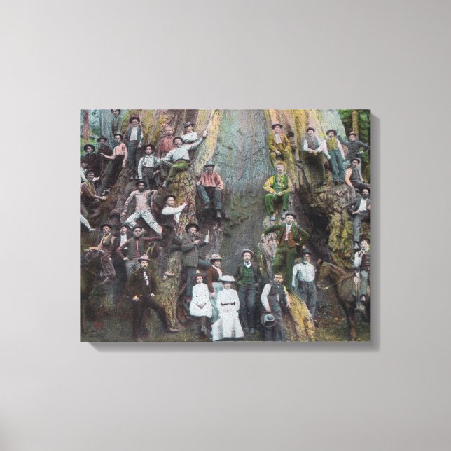 View of Boole, the Largest Tree in the World Canvas Print (Front)