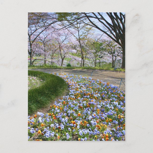 View of Cherry blossoms(& Viola) Postcard (Front)