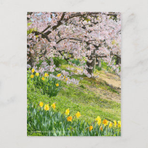 View of Cherry blossoms(& Wild Daffodil) Postcard