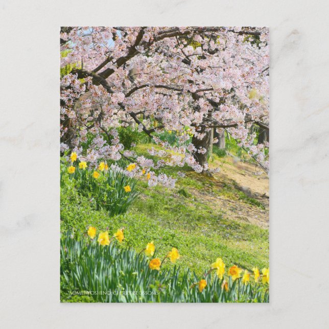 View of Cherry blossoms(& Wild Daffodil) Postcard (Front)